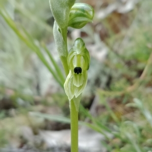 Hymenochilus bicolor (ACT) = Pterostylis bicolor (NSW) at Watson, ACT - 13 Oct 2021