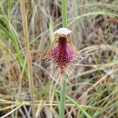 Calochilus platychilus (Purple Beard Orchid) at Black Mountain - 13 Oct 2021 by Lou