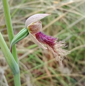 Calochilus platychilus at Molonglo Valley, ACT - suppressed