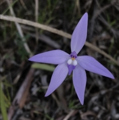 Glossodia major (Wax Lip Orchid) at Aranda Bushland - 27 Sep 2021 by WintersSeance