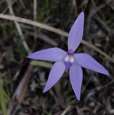 Glossodia major (Wax Lip Orchid) at Aranda Bushland - 27 Sep 2021 by WintersSeance
