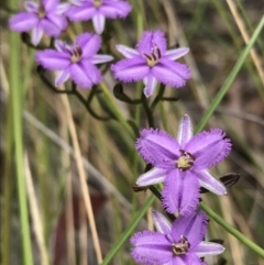 Thysanotus patersonii (Twining Fringe Lily) at Bruce, ACT - 10 Oct 2021 by WintersSeance