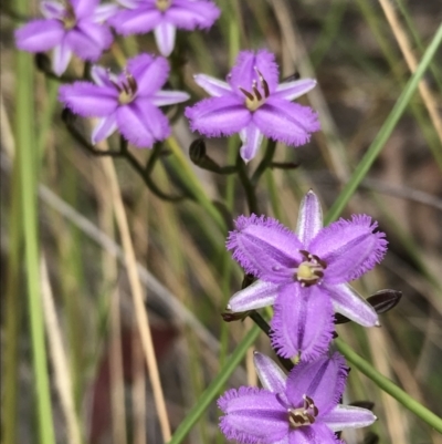 Thysanotus patersonii (Twining Fringe Lily) at Black Mountain - 10 Oct 2021 by WintersSeance