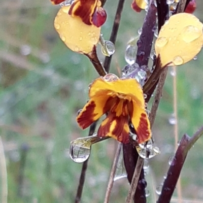 Diuris semilunulata (Late Leopard Orchid) at Stromlo, ACT - 13 Oct 2021 by mlech