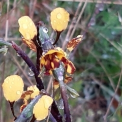 Diuris semilunulata at Stromlo, ACT - suppressed