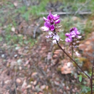 Indigofera australis subsp. australis at Jacka, ACT - 13 Oct 2021 09:39 AM