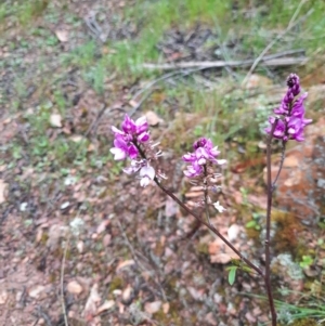 Indigofera australis subsp. australis at Jacka, ACT - 13 Oct 2021 09:39 AM