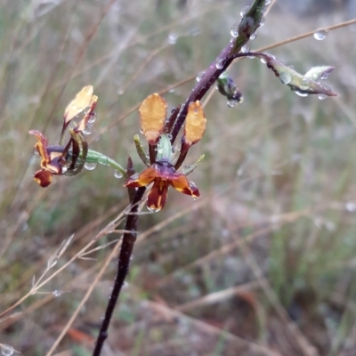 Diuris semilunulata (Late Leopard Orchid) at Stromlo, ACT - 13 Oct 2021 by mlech
