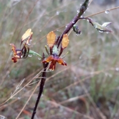 Diuris semilunulata (Late Leopard Orchid) at Stromlo, ACT - 12 Oct 2021 by mlech