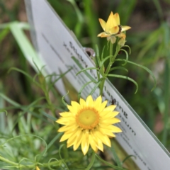 Xerochrysum viscosum (Sticky Everlasting) at Nail Can Hill - 11 Oct 2021 by PaulF