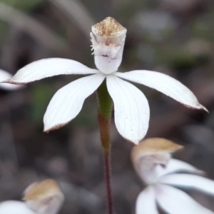 Caladenia moschata at Aranda, ACT - suppressed