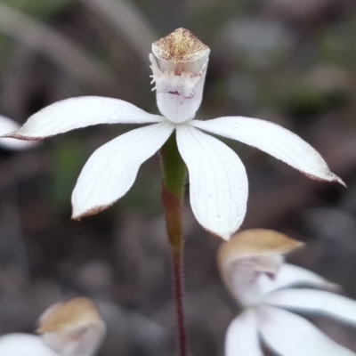 Caladenia moschata (Musky Caps) at Aranda, ACT - 12 Oct 2021 by mlech