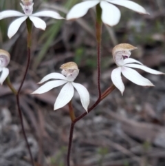 Caladenia moschata at Aranda, ACT - suppressed