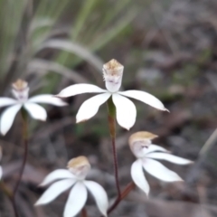 Caladenia moschata at Aranda, ACT - suppressed