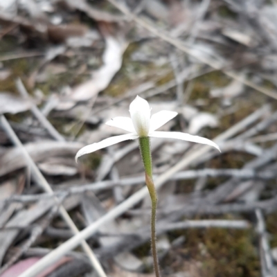 Caladenia ustulata (Brown Caps) at Aranda, ACT - 13 Oct 2021 by mlech