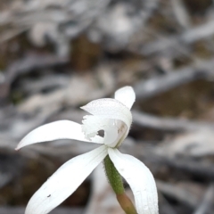 Caladenia ustulata at Aranda, ACT - suppressed