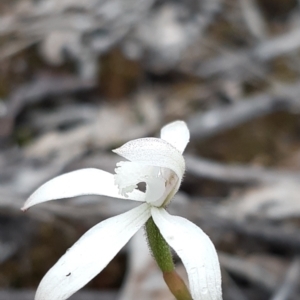 Caladenia ustulata at Aranda, ACT - suppressed