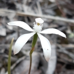 Caladenia ustulata at Aranda, ACT - 13 Oct 2021