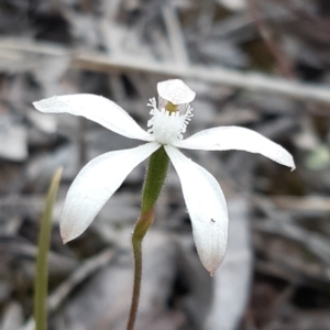 Caladenia ustulata at Aranda, ACT - suppressed