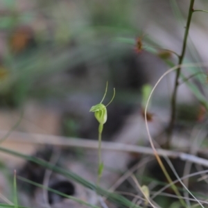 Diplodium nanum (ACT) = Pterostylis nana (NSW) at Darlow, NSW - 13 Oct 2021