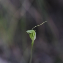 Diplodium nanum (ACT) = Pterostylis nana (NSW) at Darlow, NSW - 13 Oct 2021