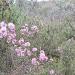 Kunzea parvifolia (Violet kunzea) at Isaacs Ridge - 13 Oct 2021 by Mike