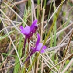 Linaria pelisseriana (Pelisser's Toadflax) at Isaacs Ridge - 13 Oct 2021 by Mike