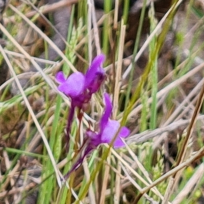 Linaria pelisseriana (Pelisser's Toadflax) at Isaacs Ridge - 13 Oct 2021 by Mike