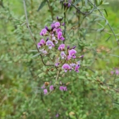 Glycine clandestina (Twining glycine) at Jerrabomberra, ACT - 13 Oct 2021 by Mike