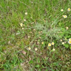 Leucochrysum albicans subsp. tricolor (Hoary Sunray) at Jerrabomberra, ACT - 13 Oct 2021 by Mike