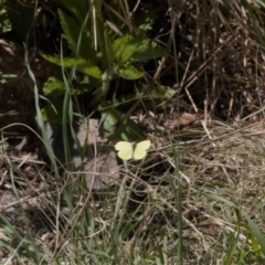 Eurema smilax (Small Grass-yellow) at Cotter Reserve - 8 Oct 2021 by RAllen