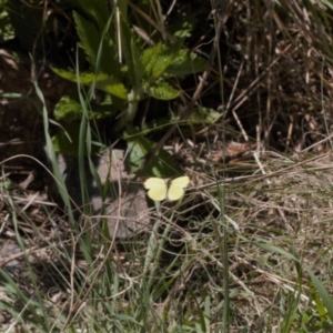 Eurema smilax at Stromlo, ACT - 8 Oct 2021 02:23 PM