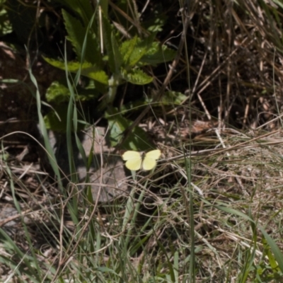 Eurema smilax (Small Grass-yellow) at Cotter Reserve - 8 Oct 2021 by RAllen