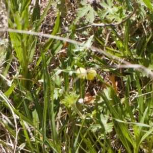 Eurema smilax at Stromlo, ACT - 8 Oct 2021