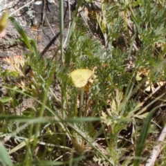 Eurema smilax at Stromlo, ACT - 8 Oct 2021 02:23 PM