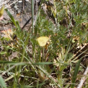 Eurema smilax at Stromlo, ACT - 8 Oct 2021 02:23 PM