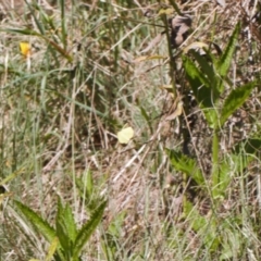 Eurema smilax at Stromlo, ACT - 8 Oct 2021 02:23 PM