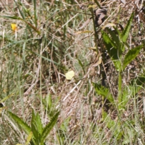 Eurema smilax at Stromlo, ACT - 8 Oct 2021 02:23 PM