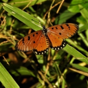 Acraea terpsicore at Cranbrook, QLD - 10 Jul 2021