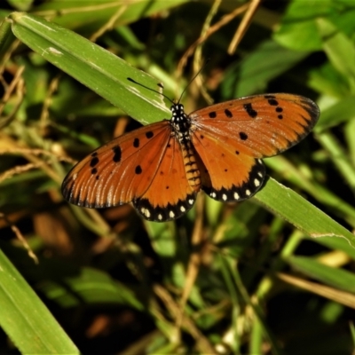 Acraea terpsicore (Tawny Coster) at Cranbrook, QLD - 9 Jul 2021 by TerryS