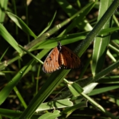 Acraea terpsicore (Tawny Coster) at Cranbrook, QLD - 29 Jun 2019 by TerryS