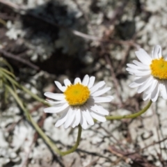 Rhodanthe anthemoides (Chamomile Sunray) at Stony Creek - 8 Oct 2021 by RAllen