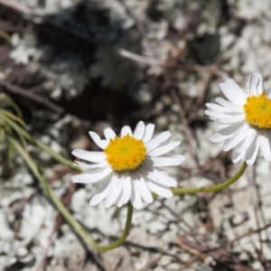 Rhodanthe anthemoides at Stromlo, ACT - 8 Oct 2021 01:45 PM