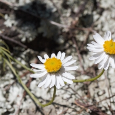 Rhodanthe anthemoides (Chamomile Sunray) at Stromlo, ACT - 8 Oct 2021 by RAllen