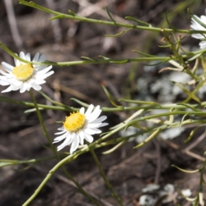 Rhodanthe anthemoides at Stromlo, ACT - 8 Oct 2021