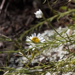 Rhodanthe anthemoides at Stromlo, ACT - 8 Oct 2021