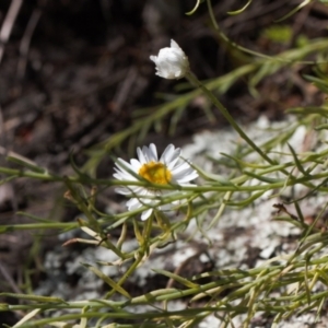 Rhodanthe anthemoides at Stromlo, ACT - 8 Oct 2021 01:45 PM