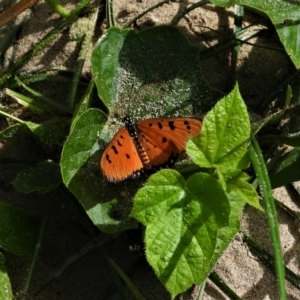 Acraea terpsicore at Cranbrook, QLD - 15 Jun 2019 10:51 AM