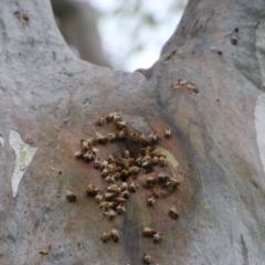 Apis mellifera (European honey bee) at Hughes, ACT - 13 Oct 2021 by LisaH