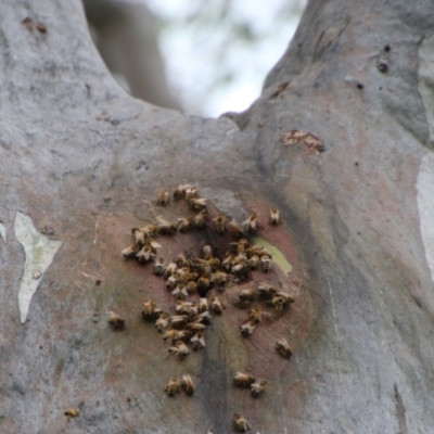 Apis mellifera (European honey bee) at Hughes, ACT - 13 Oct 2021 by LisaH